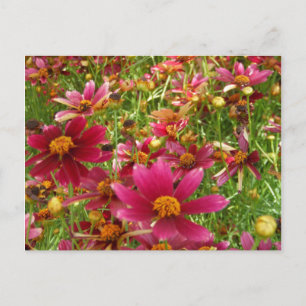Postal Flores brillantes de rosado caliente y margarita a