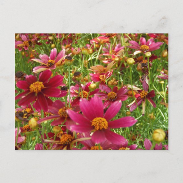 Postal Flores brillantes de rosado caliente y margarita a (Anverso)