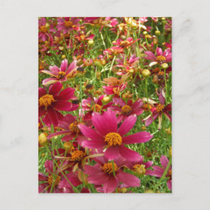 Postal Flores brillantes de rosado caliente y margarita a