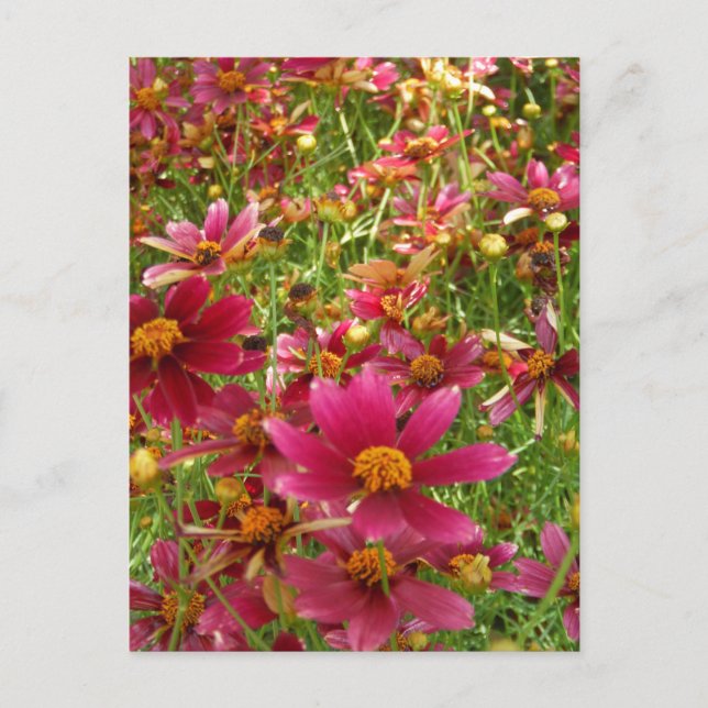 Postal Flores brillantes de rosado caliente y margarita a (Anverso)