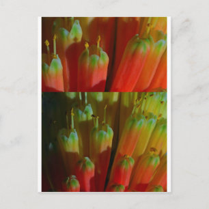 Postal Flores BUDS : Cactus Wild : Saludos, Goodluck