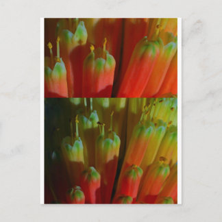 Postal Flores BUDS : Cactus Wild : Saludos, Goodluck