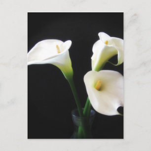 Postal Flores Calla Lily 12
