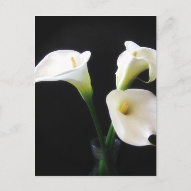 Postal Flores Calla Lily 12 (Anverso)