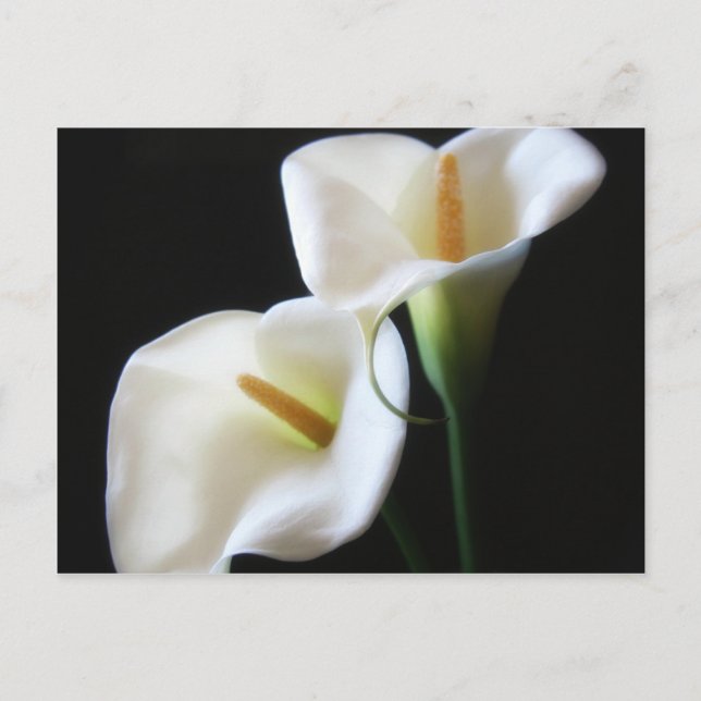 Postal Flores Calla Lily 13 (Anverso)
