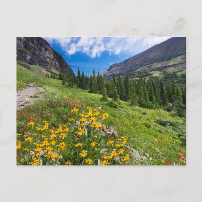 Postal Flores | Camino de flores de Montana (Anverso)