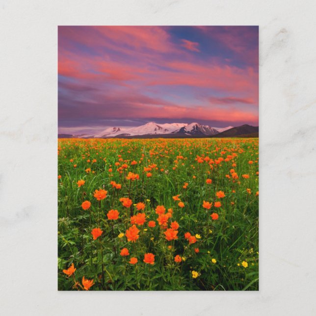Postal Flores | Campo de flores silvestres montañas con n (Anverso)