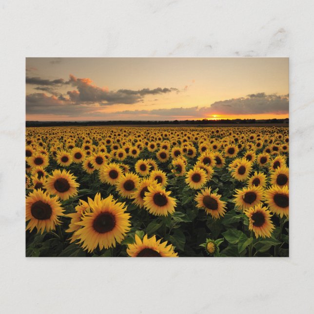 Postal Flores | Campo de girasol (Anverso)