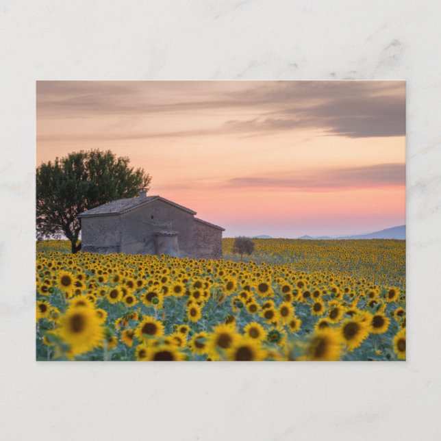 Postal Flores | Campo de girasoles Provenza, Francia (Anverso)