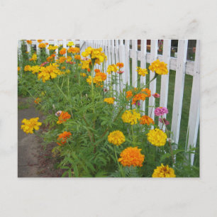 Postal Flores & Cerca de Estacas