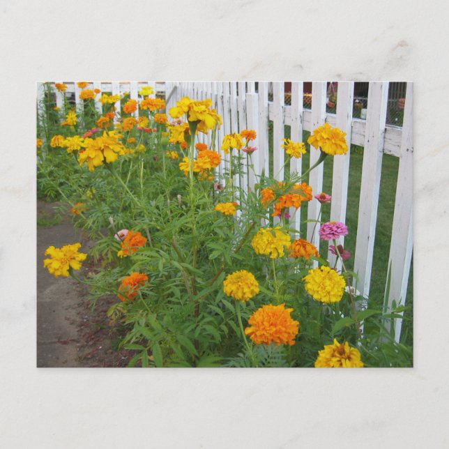 Postal Flores & Cerca de Estacas (Anverso)