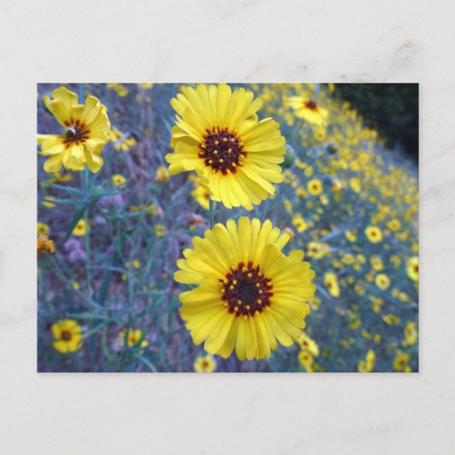 Postal Flores comunes de Madia en el Parque Nacional Sequ (Anverso)