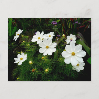 Postal Flores Cosmos Blancas