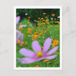 Postal Flores Cosmos: Japón