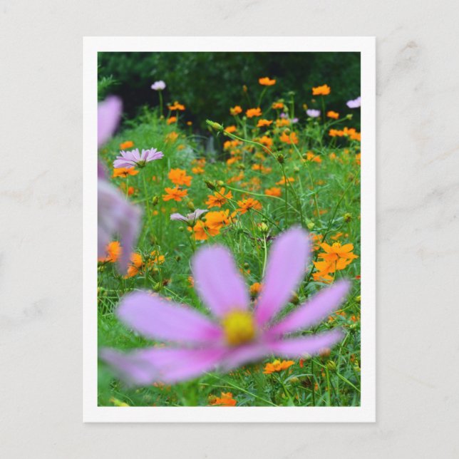 Postal Flores Cosmos: Japón (Anverso)