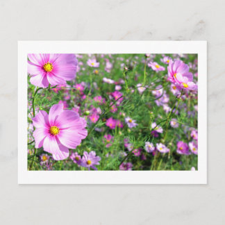 Postal Flores Cosmos: Japón