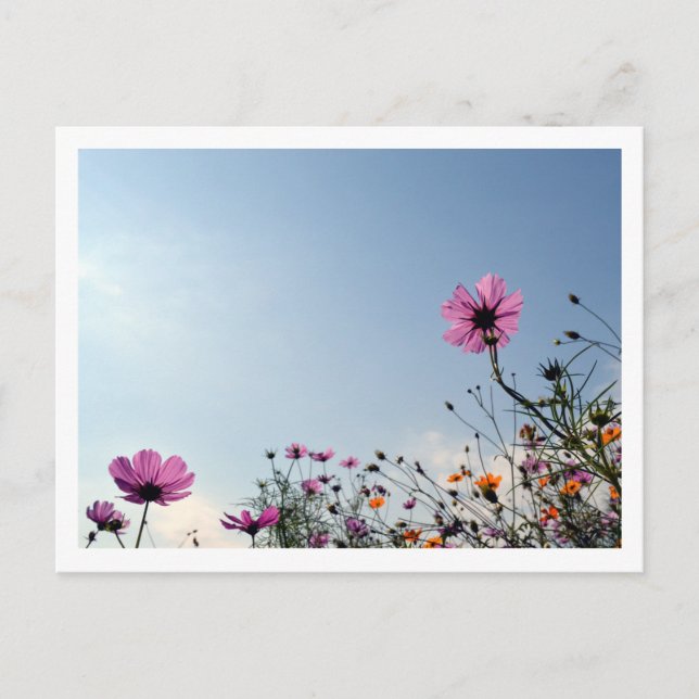 Postal Flores Cosmos: Japón (Anverso)