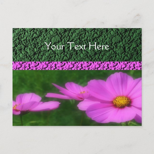 Postal Flores Cosmos rosadas Vivid (Anverso)