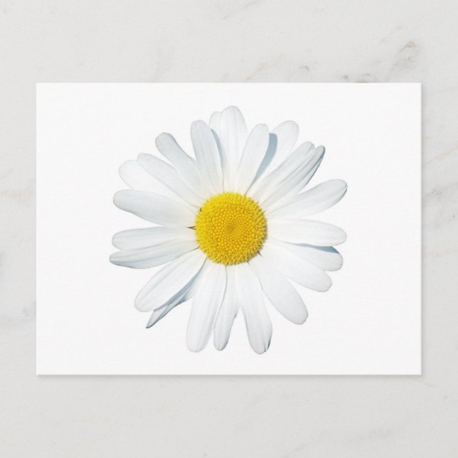 Postal Flores | Daisy único (Anverso)