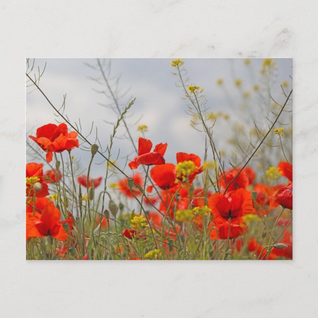 Postal Flores de adormidera común en un campo. (Anverso)