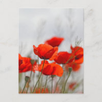 Flores de adormidera común en un campo.