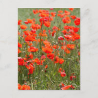 Flores de adormidera común en un campo.
