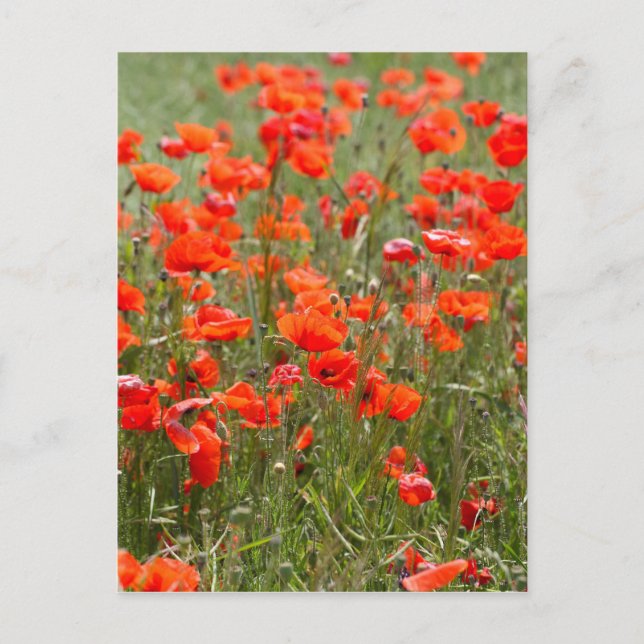 Postal Flores de adormidera común en un campo. (Anverso)
