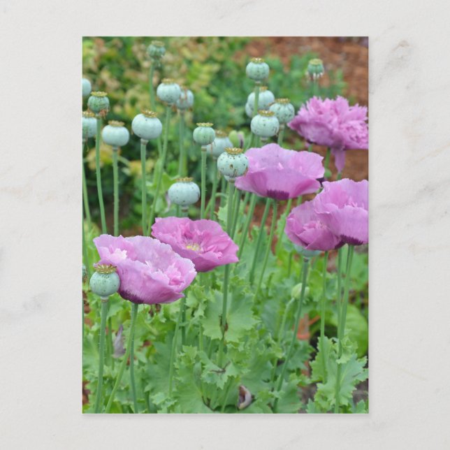 Postal Flores de adormidera moradas (Anverso)