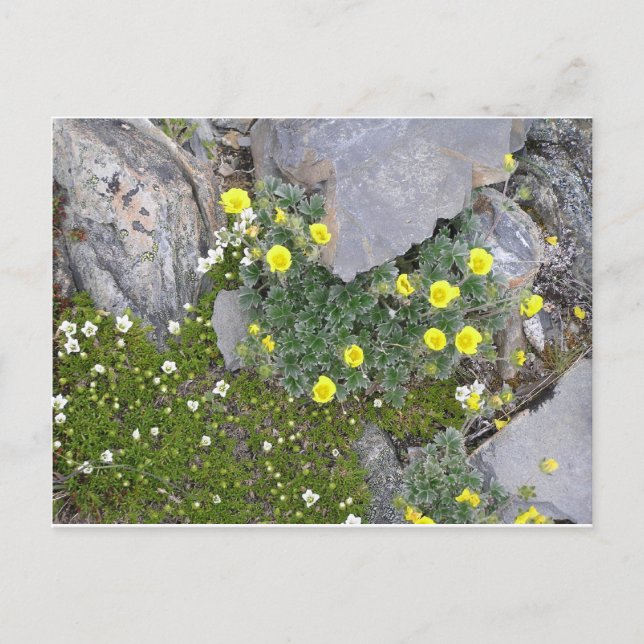 Postal Flores de Alaska en el parque nacional de Denali (Anverso)
