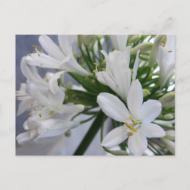 Postal Flores de alio blanco 1 (Anverso)