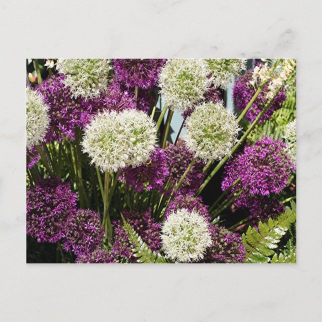 Postal Flores de alio blanco y morado (Anverso)