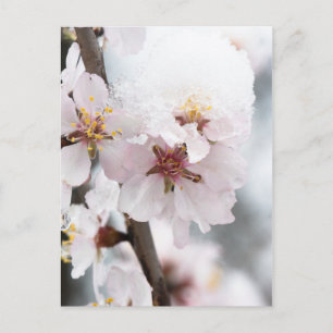 Postal Flores de almendra cubiertas de nieve