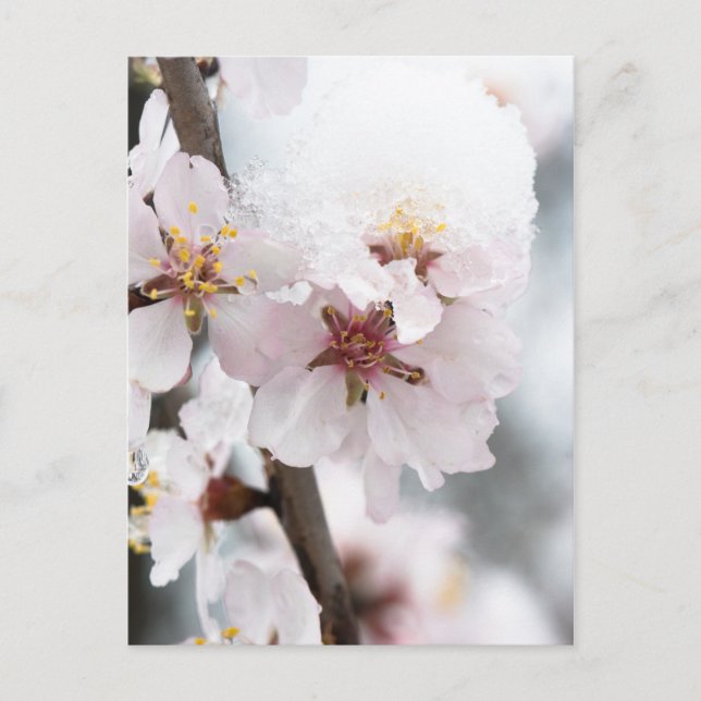 Postal Flores de almendro cubiertas de nieve (Anverso)
