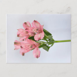 Postal Flores de Alstroemeria