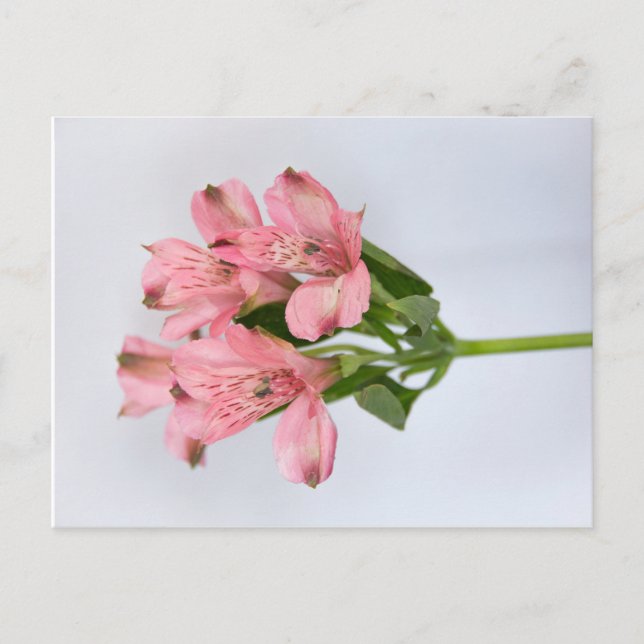 Postal Flores de Alstroemeria (Anverso)