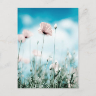 Postal Flores de amapola