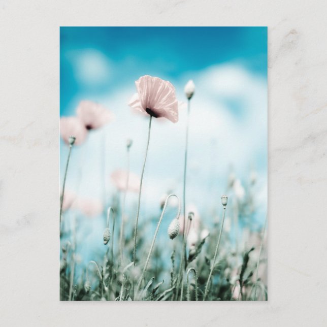 Postal Flores de amapola (Anverso)