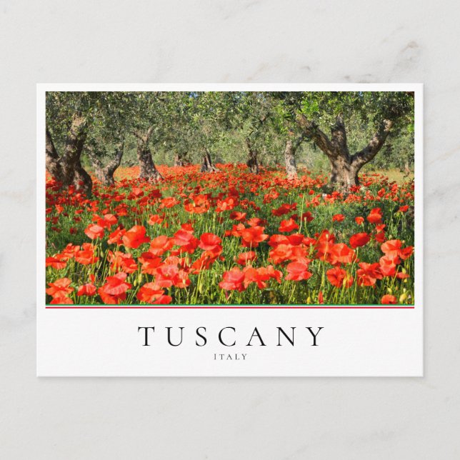 Postal Flores de amapola bajo olivos en Toscana, Italia (Anverso)