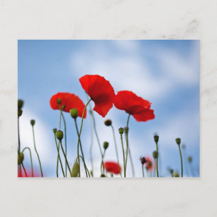 Postal Flores de amapola roja