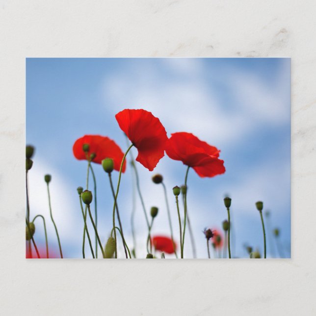 Postal Flores de amapola roja (Anverso)