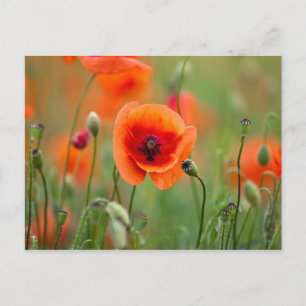Postal Flores de amapola roja