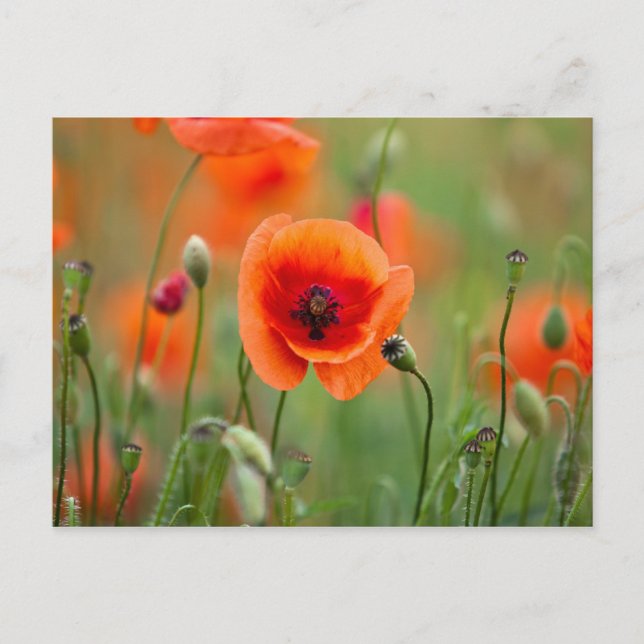 Postal Flores de amapola roja (Anverso)