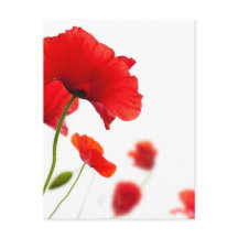 Postal - flores de amapolas