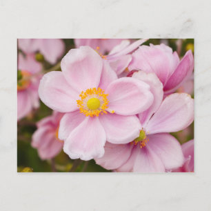 Postal Flores de anéono japonés