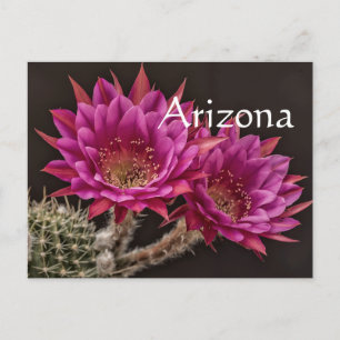 Postal Flores de antimateria, Arizona