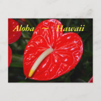 Flores de antrurio rojo hawaiano