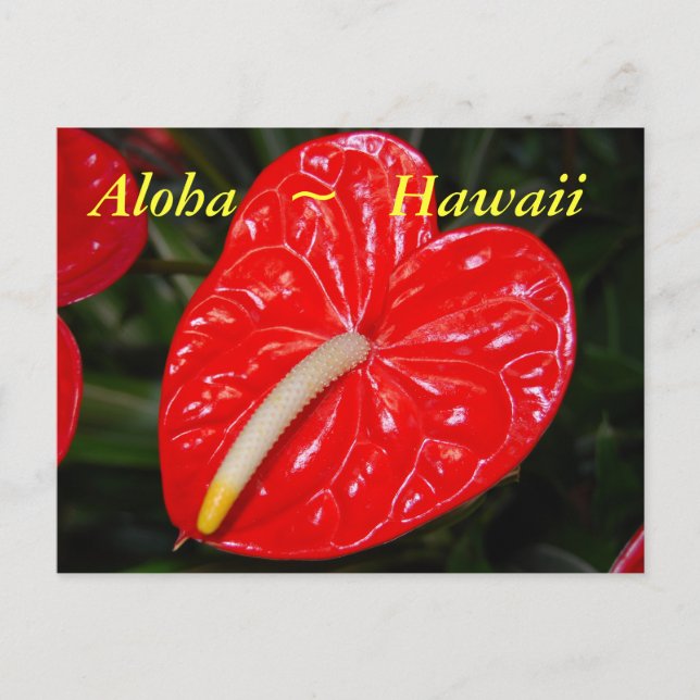 Postal Flores de antrurio rojo hawaiano (Anverso)