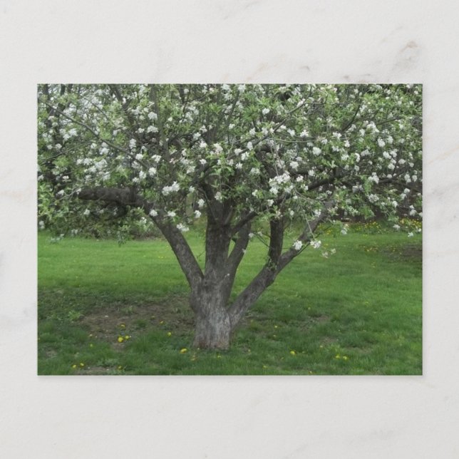 Postal Flores de Apple (Anverso)