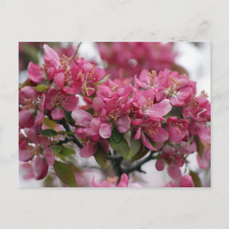 Postal Flores de Apple