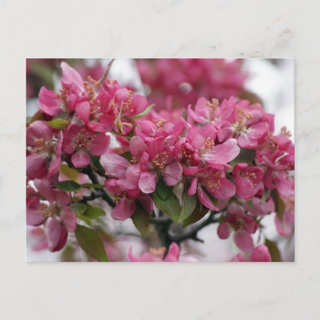 Postal Flores de Apple (Anverso)